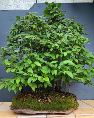 Bonsai boschetto carpini