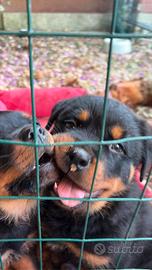Cuccioli rottweiler