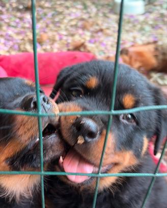 Cuccioli rottweiler