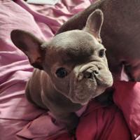 : Cuccioli di Bulldog Francese Blue