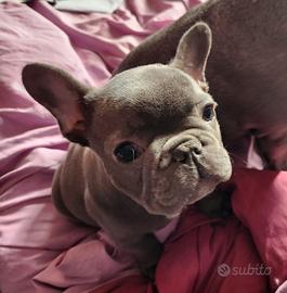 : Cuccioli di Bulldog Francese Blue