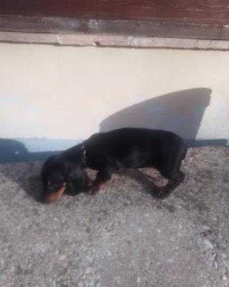 Cucciolo di bassotto