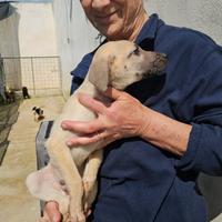 Granato: 3 mesi taglia media