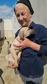 Granato: 3 mesi taglia media