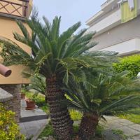 Cycas biforcata 1 metro