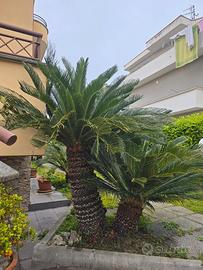 Cycas biforcata 1 metro