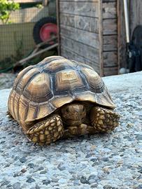Tartaruga sulcata