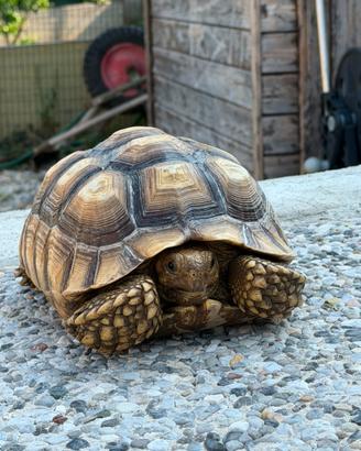 Tartaruga sulcata
