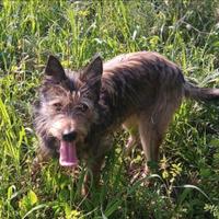 Mix spinoncino 9mesi URGE CASA CON GIARDINO.OLBIA