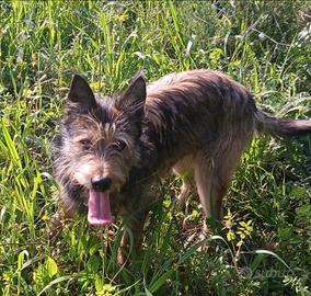 Mix spinoncino 9mesi URGE CASA CON GIARDINO.OLBIA