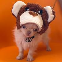 Cucciolo chihuahua pelo lungo mini