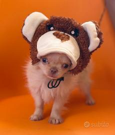 Cucciolo chihuahua pelo lungo mini