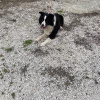 Border collie