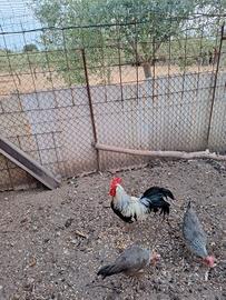 Galline ornamentali