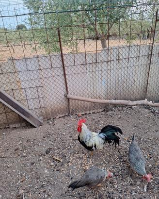 Galline ornamentali