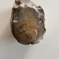 Legno fossile silicizzato