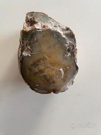 Legno fossile silicizzato