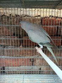 Femmina parrocchetto collare