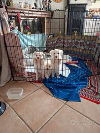 Cuccioli maltese