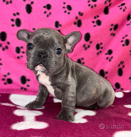 Cuccioli di Bulldog francese