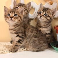 Gattini British shorthair certosino