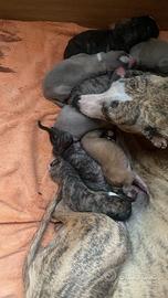 Cuccioli whippet disponibili