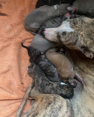 Cuccioli whippet disponibili