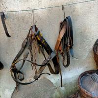 Accessori per animali