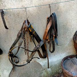 Accessori per animali