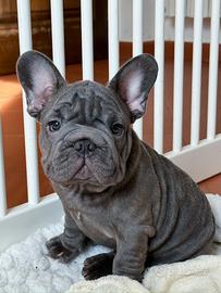 Cucciola di bulldog francese blu