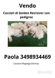 Golden Retriever con pedigree