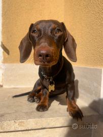 Disponibile per Monta Bassotto Cioccolato