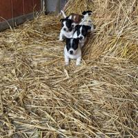 Cuccioli jack russel