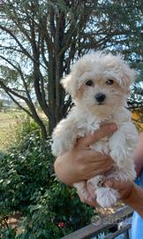 Cucciola Maltipoo