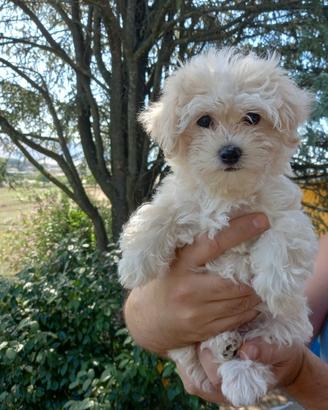 Cucciola Maltipoo