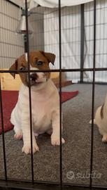 Cucciolo Jack Russell Terrier