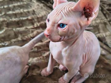 cucciolo sphynx 