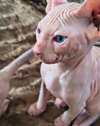cucciolo sphynx 