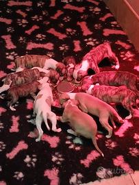Stupendi Whippet con pedigree