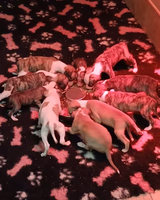 Stupendi Whippet con pedigree
