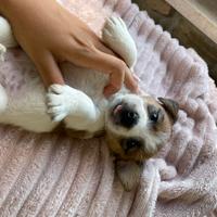 Jack Russel