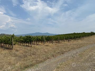 Bolgheri - Terreno vitato