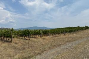 Bolgheri - Terreno vitato