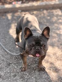 Bulldog francese