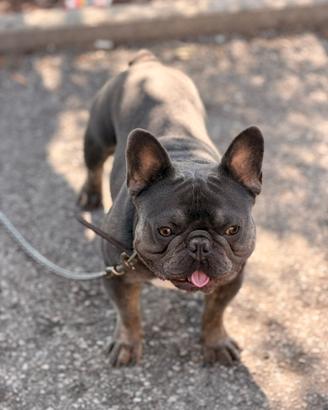 Bulldog francese