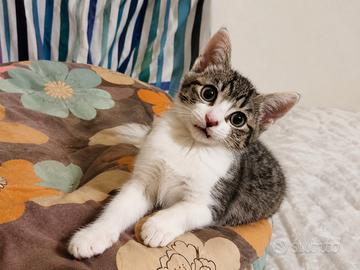 Gattino piccolo Adottato