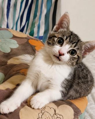 Gattino piccolo Adottato