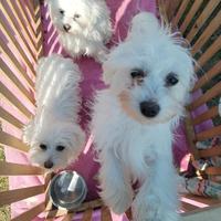 Cuccioli Mini Maltese