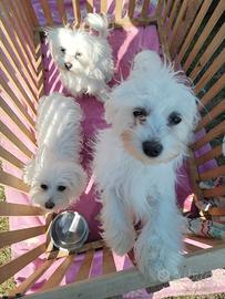 Cuccioli Mini Maltese