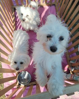 Cuccioli Mini Maltese